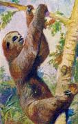 03-Faultiere