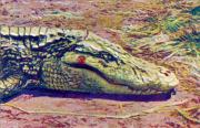 08-Krokodile