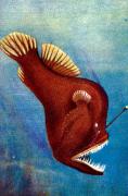 01-Johnsons-Stachelrachen---Melanocetus-johnsoni-Gnther