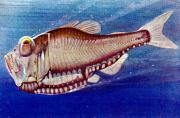02-Silberbeil---Argyropelecus-affinis-German