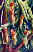 03-Kannenfallen-von-Nepenthes
