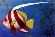 01-Gediler-oder-Peitschenfisch