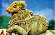 03-Der-heilige-Stier-von-Mysore