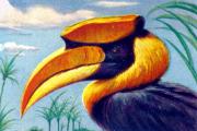 02-Nashornvogel