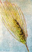 01-Weizen-begrannt