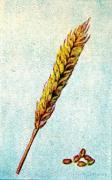 02-Weizen-unbegrannt