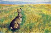 03-Hase