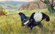 05-Birkhahn