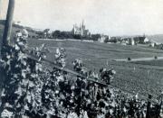 03-Oppenheim-hier-wachst-ein-guter-Tropfen