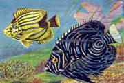 06-Korallenfische