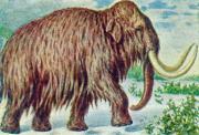 01-Mammut