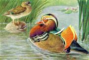 03-Mandarinen-Ente
