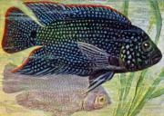 04-Geophagus-brasiliensis