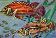 04-mHaplchromis-strigigena