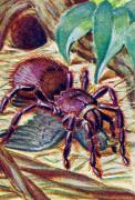 05-Vogelspinne