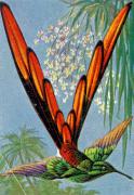 04-Sapphkolibri