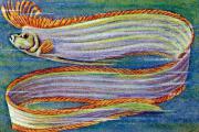 01-Riemenfisch