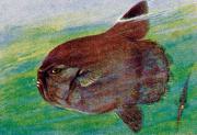 04-Mond--oder-Sonnenfisch