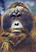 02-Orang-Utan