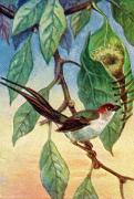 01-Schneidervogel