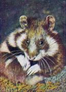05-Hamster