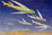 04-Fliegende-Fische