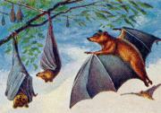 05-fliegender-Hund