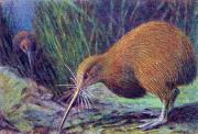 06-Kiwi