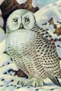 06-Schnee-Eule