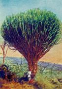 02-Wolfsmilchbaum