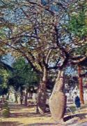 03-Tonnenbaum-Cavanillesia