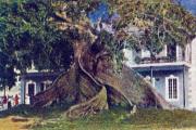 05-Seidenwollbaum