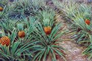 01-Ananas-Pflanze