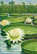 02-Victoria-regia