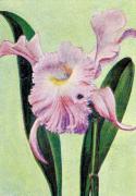 03-Orchidee-Brasso-Cattleya
