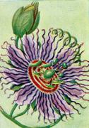 06-Passionsblume
